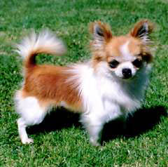 Vous ne savez pas quelle race choisir pour votre chien? Chihuahua_sommaire