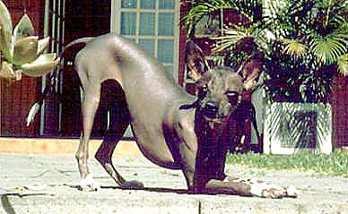Chien nu du Prou au soleil