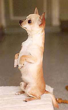 Chihuahua à poil court, assis