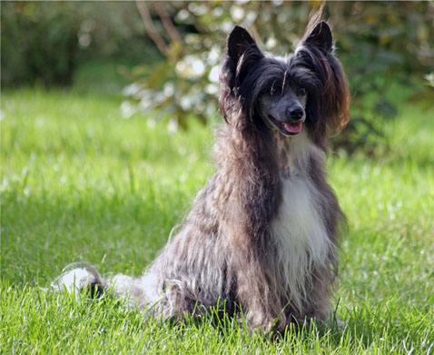 Photo d'un chien chinois